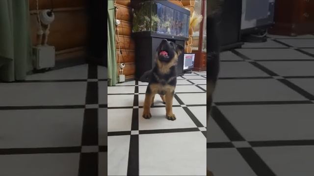 Софтнесс Флинт Ваенга. продаю 79031252001