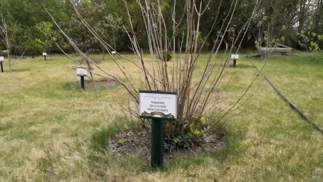 АКДЭЦ поддержал проекты по посадке деревьев в честь 75-летия Победы смотреть онлайн