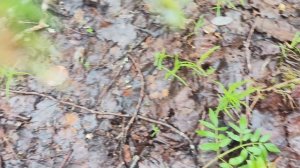 В лес за грибами  .