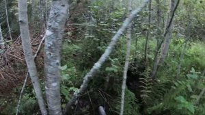 ОХОТА НА МЕДВЕДЯ С ЛАЙКАМИ, ОТКРЫТИЕ СЕЗОНА!