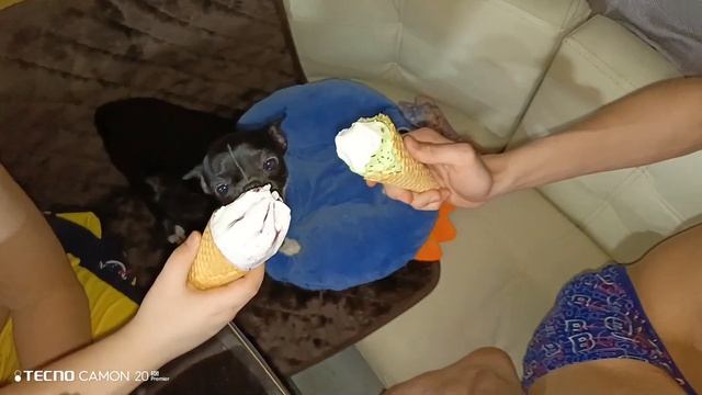 Чихуахуа и много мороженого)) смотреть онлайн