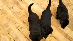 Щенки черной немецкой овчарки питомника "Клана Шторм"