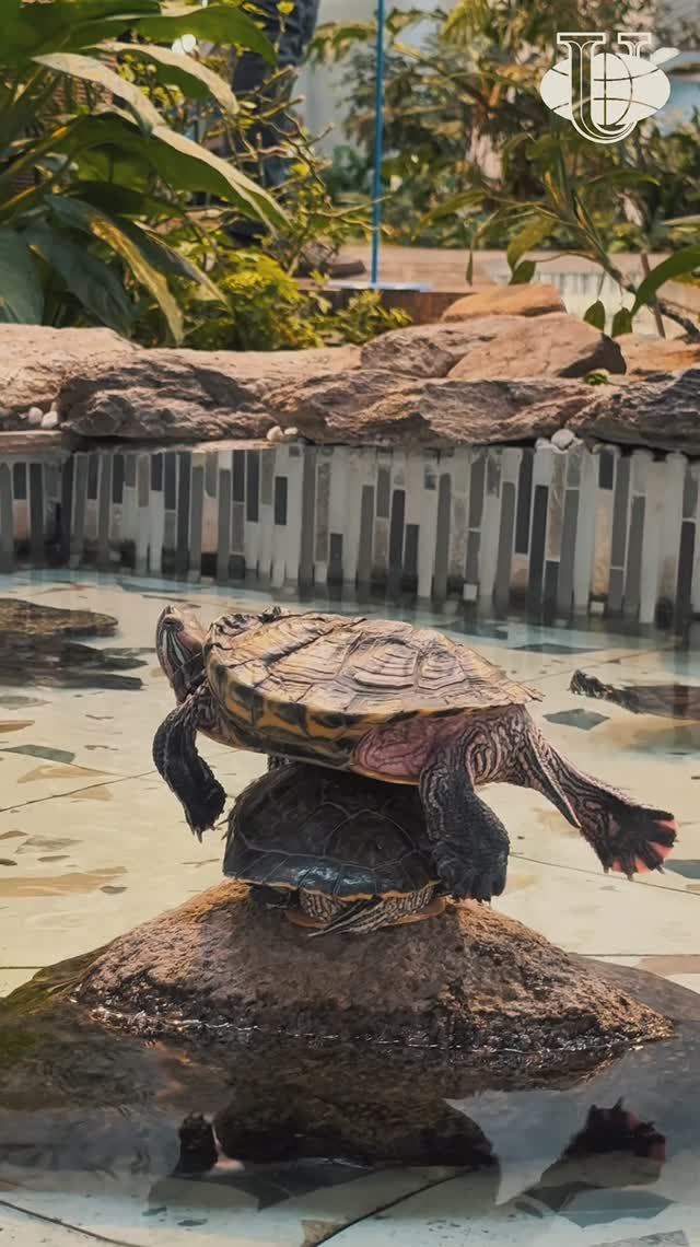 История черепах в Зимнем саду — постоянных жителей РУДН смотреть онлайн