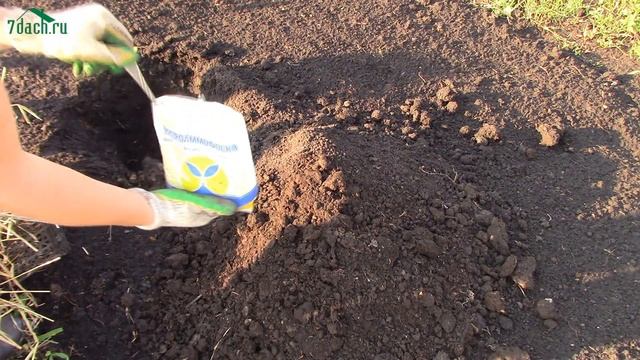 Дерен белый: особенности, посадка и уход - 7 дач смотреть онлайн