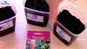 Польза посева в кипяток - это миф! Эксперимент с семенами перца - 7 дач