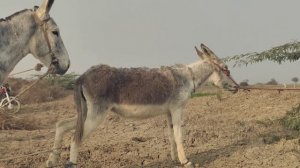 Жеребец Кроет Кобыл. Часть 1.