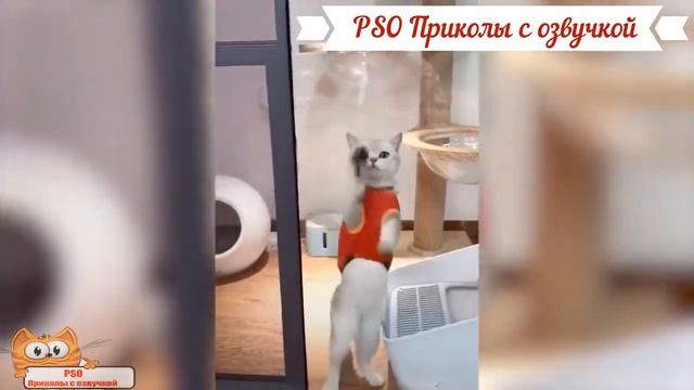 Приколы с котами с ОЗВУЧКОЙ – СМЕШНЫЕ КОТЫ смотреть онлайн