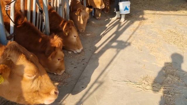 Чем и как кормят коров в Корее #жизньвюжнойкорее #жизн?