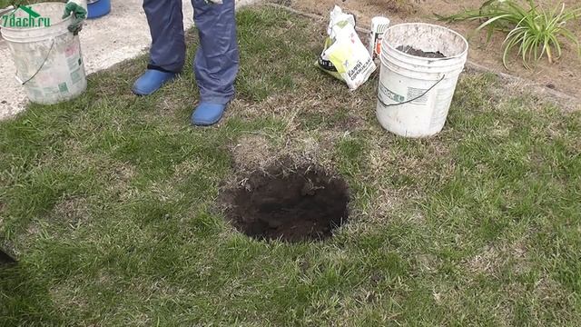 Что такое магония и как её посадить - 7 дач