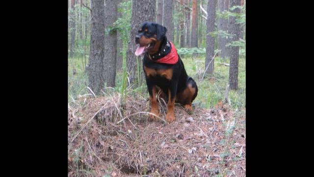 Девочка с Ротвейлером