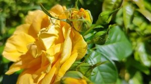 Бернштайн-Роуз, BERNSTEIN 🌹ROSE  ，，РОЗА ЯНТАРЬ,, флорибунда от Тантау.