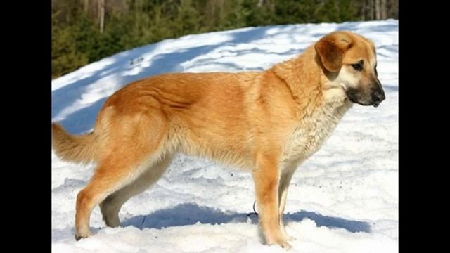 Чинук