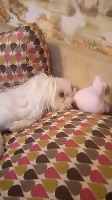 Пинчер и Болонка отдыхают #маленькиесобачки#смешныесобачки#домашниеживотные смотреть онлайн