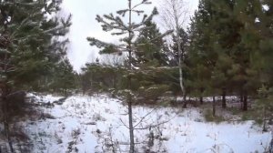 Охота на зайца с Русской гончей