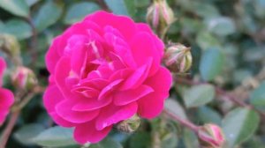 Сколько стоит совесть? 1 - 4 серия | Мелодрама | Премьера