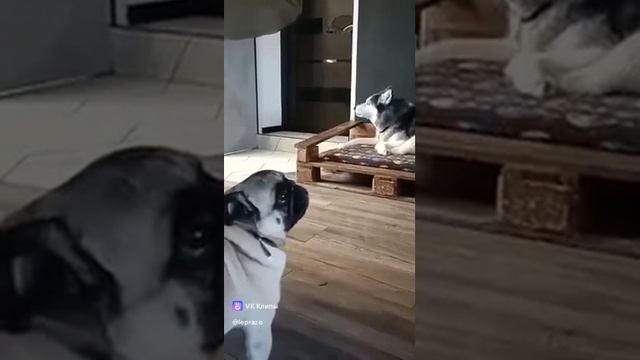 Собаки и Саня