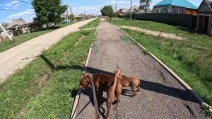 Опасная прогулка с Мусой и социализация щенка питбуля