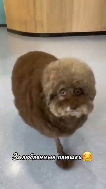 Домашние любимчики смотреть онлайн