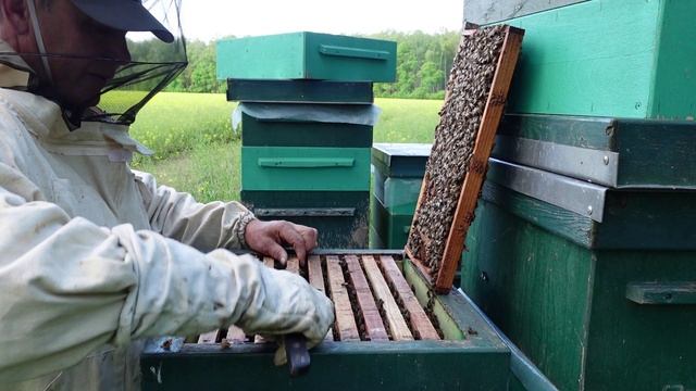осмотр пасеки после холодов