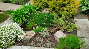 Цветник в фундаменте, прилетела сойка и около пруда. Прогулка по южному саду 15.05.2025 г.Пятигорск