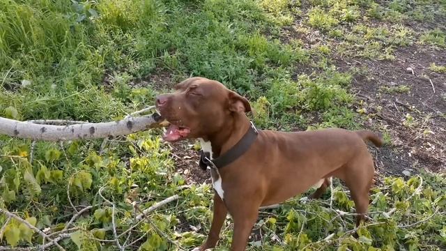 ЧЕЛЮСТЬ ПИТБУЛЯ В ДЕЛЕ! Питбуль Спайк. Pitbull Gladiator Live