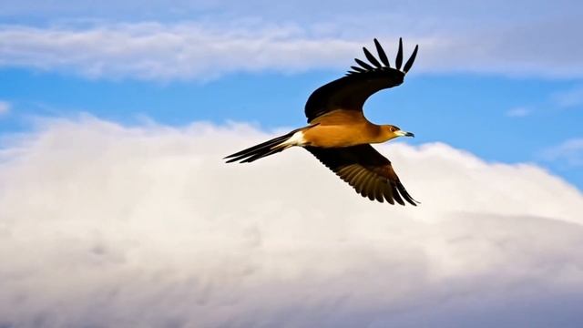 Взмах крыла - красивая новая песня. Музыка для души. Му смотреть онлайн