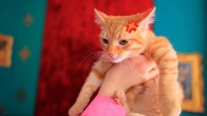 Мы построили секретный домик для питомцев! Собака vs ро