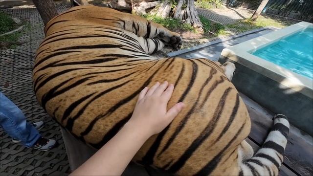Парк Тигров в Паттайя 2024 (Влог Жизнь в Таиланде) Tiger Park 2024 смотреть онлайн