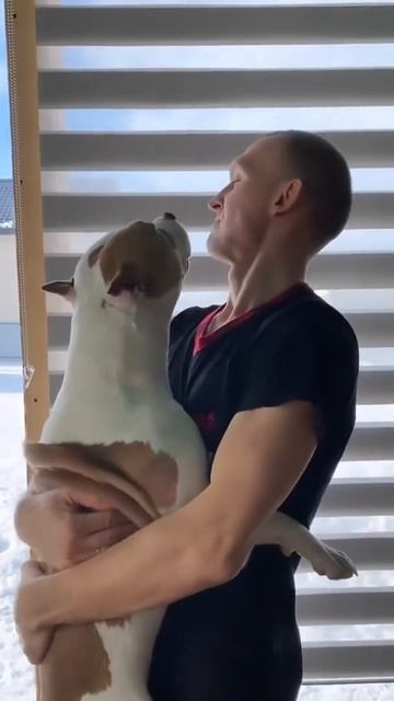 Стаффорд и хозяин #shorts #staff смотреть онлайн