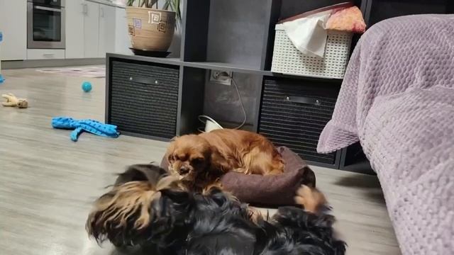 Кавалер Кинг Чарльз спаниель, Жадность фраера погубит