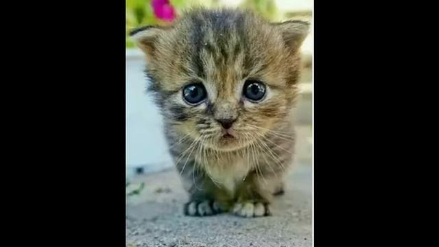 ~meme~🌸 я тебя тут сфоткала)🌸 НЕ ОРИГИНАЛ!!!!!! смотреть онлайн