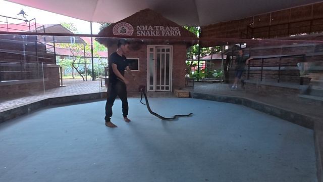 Шоу со змеями в Нячанге смотреть онлайн
