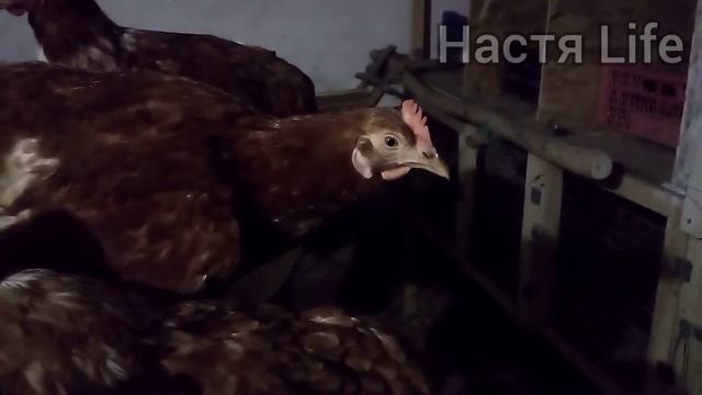 🐣Как спят КУРЫ? Смешное видео😂 смотреть онлайн