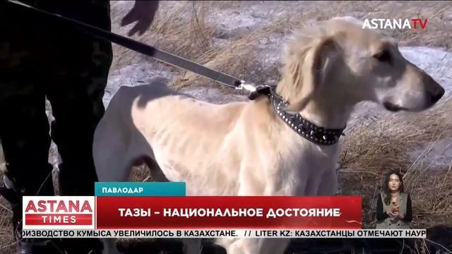 Порода тазы - национальное достояние: житель Павлодар?