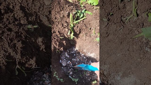 СЕКРЕТНАЯ ДОБАВКА ПРИ ПОСАДКЕ ПЕРЦЕВ смотреть онлайн