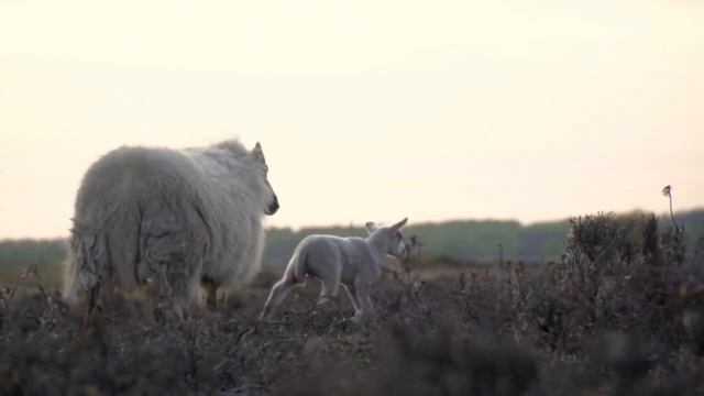 Saveliy Ad нож в спину от своих. Предательство или правда / G