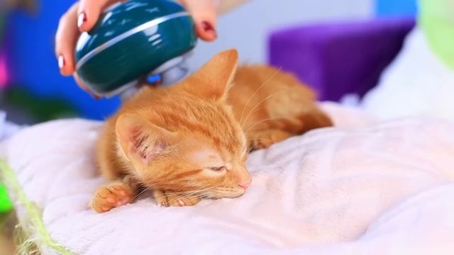 Хорошая собака vs плохая кошка! Мы построили домики для смотреть онлайн