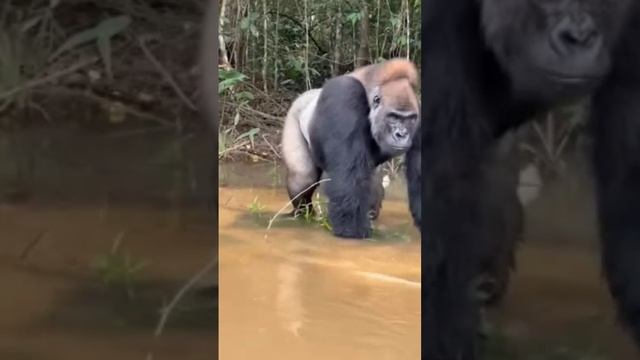 Про шимпанзе, которая о чём то размышляла смотреть онлайн