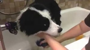 Груминг Бордер Колли