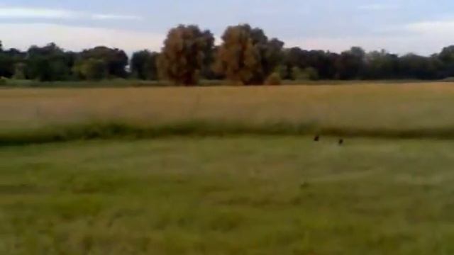 Новое разборное летающее крыло Zond смотреть онлайн