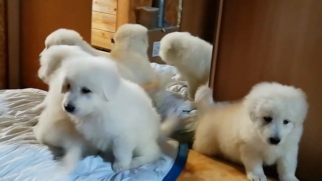 Щенки мареммо-абруцкой овчарки, мальчики и девочки what'