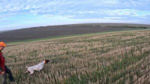 Охота на перепела с курцхааром.