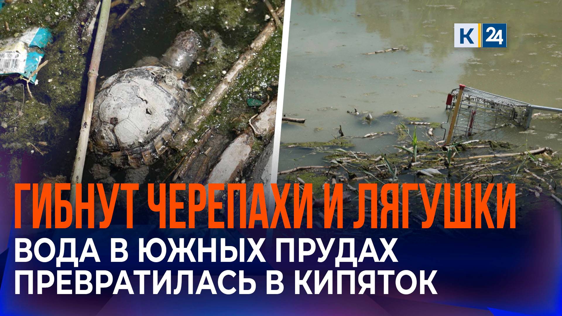 В Новороссийске обнаружили аномальный нагрев воды и мертвых рыб в Южных прудах смотреть онлайн