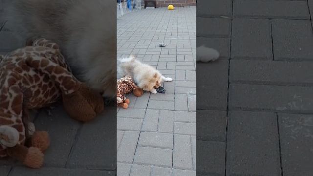 маленький медвежонок смотреть онлайн