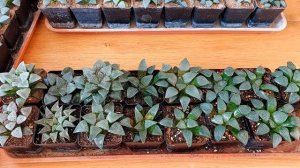 Учимся выращивать хавортии.