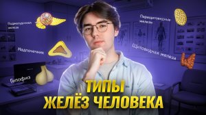 Типы желёз человека | ОГЭ биология | Умскул
