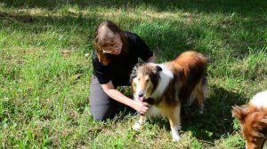 КОЛЛИ // вычёсывание собачьего пуха для прядения // collie