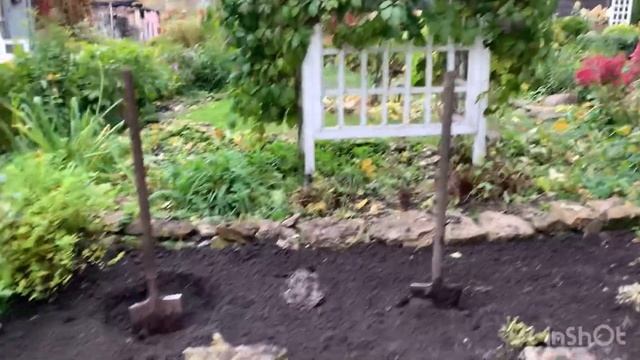 ПЕРЕСАЖИВАЮ ГОРТЕНЗИИ ОСЕНЬЮ. Готовлю место для ГЛАВН смотреть онлайн