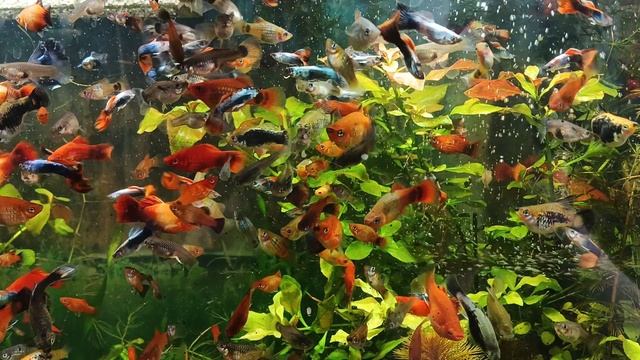 Рыбки смотреть онлайн