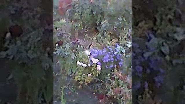 MOV 0000072ландшафтный дизайн двора